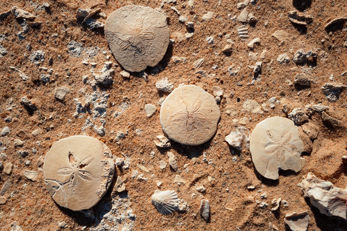 Η Μαγεία της Σίβα: Γυρίζοντας Πίσω — gallery image