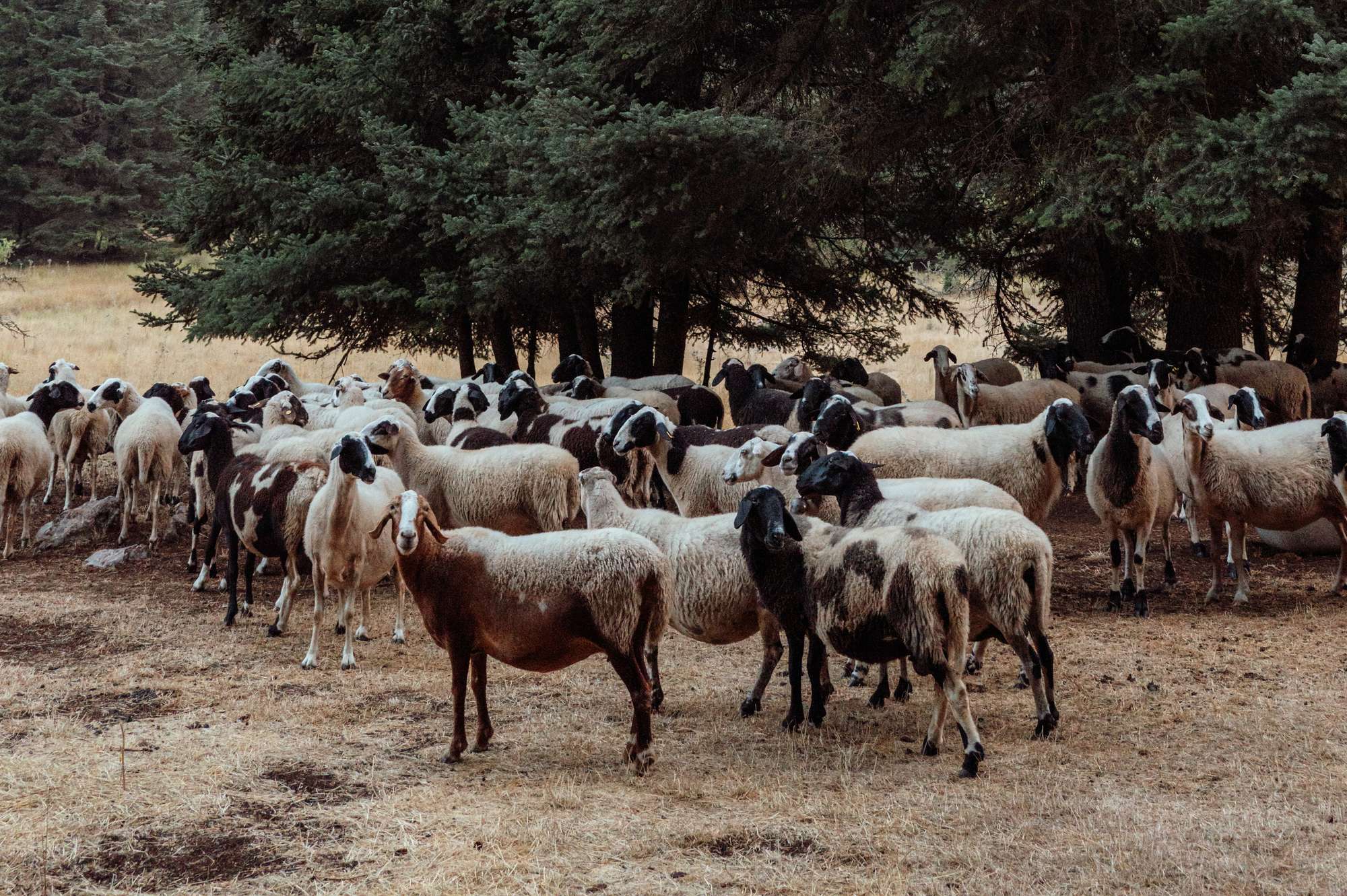 Shepherding life in Elati, Arcadia