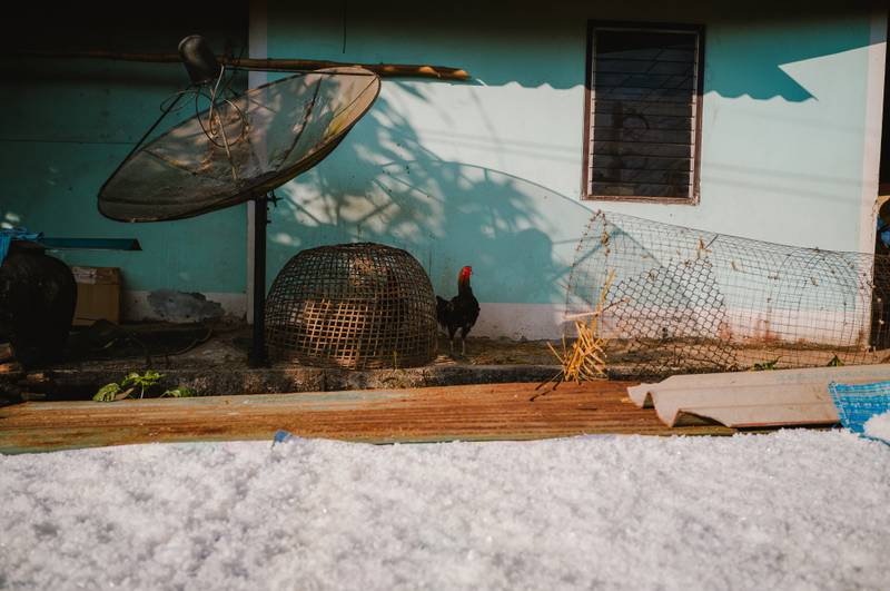 A rooster outside the salt wells