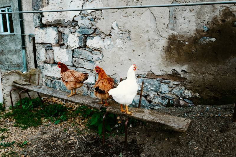 Image by Evangelos Tzemis