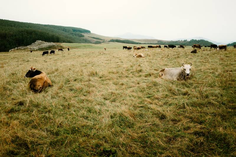 Image by Evangelos Tzemis