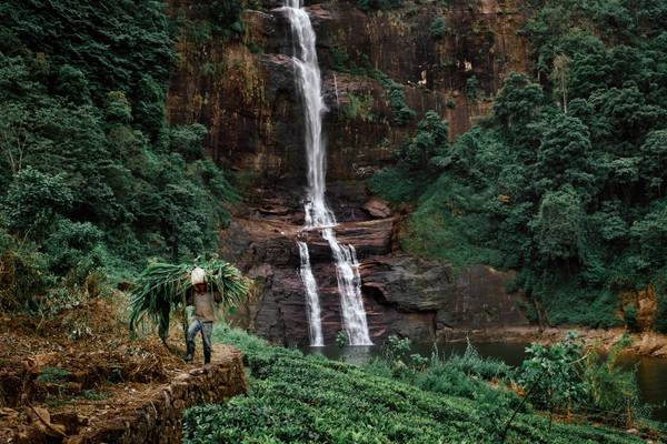 The Tea Plantations of Hatton, Sri Lanka - Photo Series