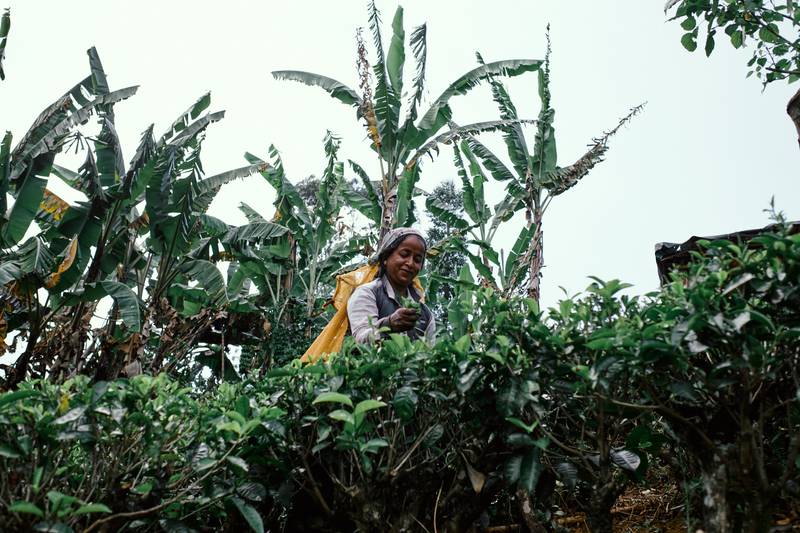 Image by Evangelos Tzemis