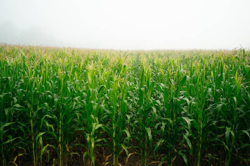 The view from the room